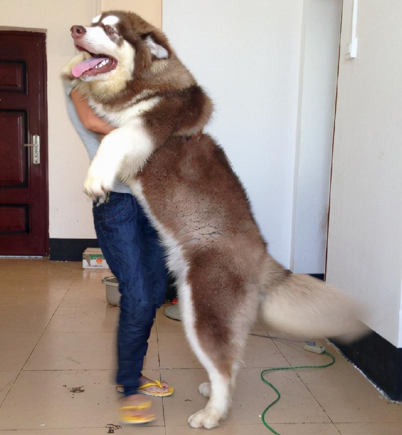 想养阿拉斯加犬？先了解它的体型有多大，够不够你养？