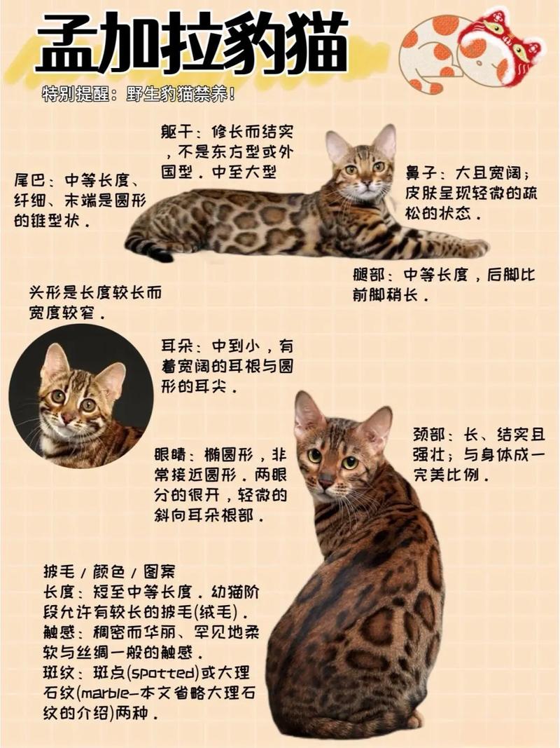 孟加拉豹猫好养吗？饲养难度及注意事项详解