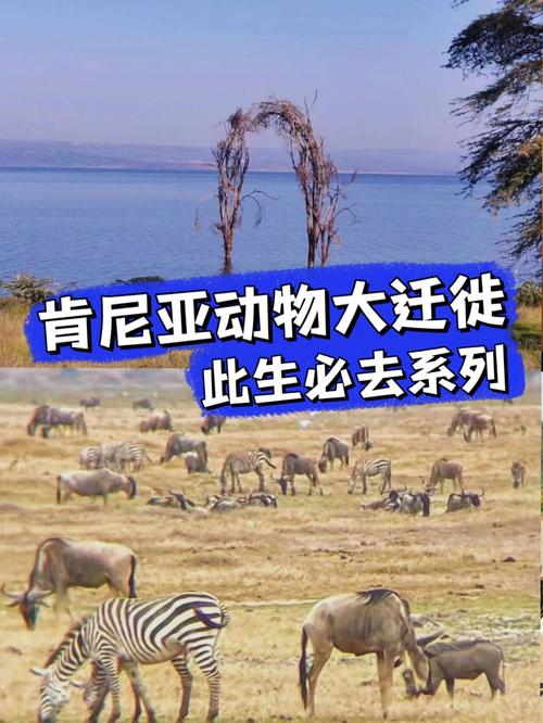 肯尼亚是哪个国家？探秘东非野生动物天堂