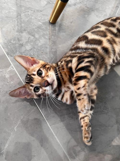孟加拉豹猫好养吗？饲养难度及注意事项详解