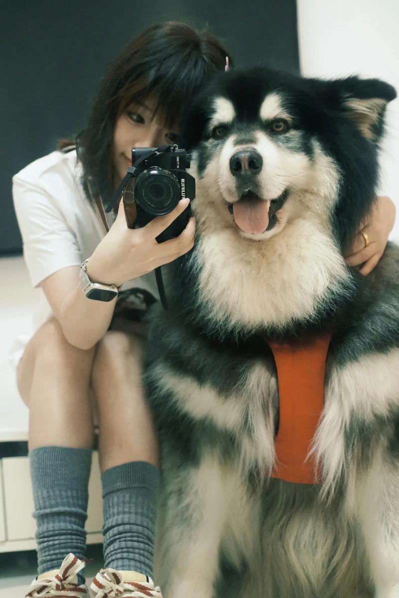 阿拉斯加犬咬人吗？警惕！大型犬咬伤事件频发