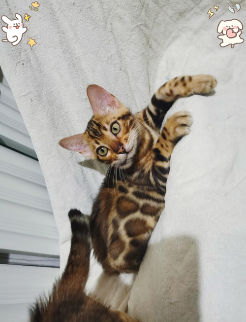孟加拉豹猫好养吗？饲养难度及注意事项详解