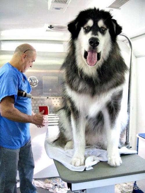 想养阿拉斯加犬？先了解它的体型有多大，够不够你养？