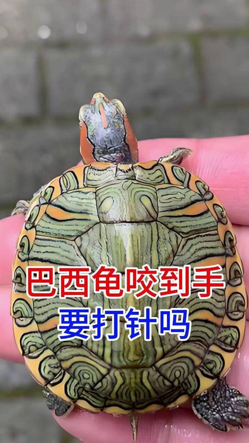 巴西龟爱吃什么水果？这些水果适合巴西龟吗？