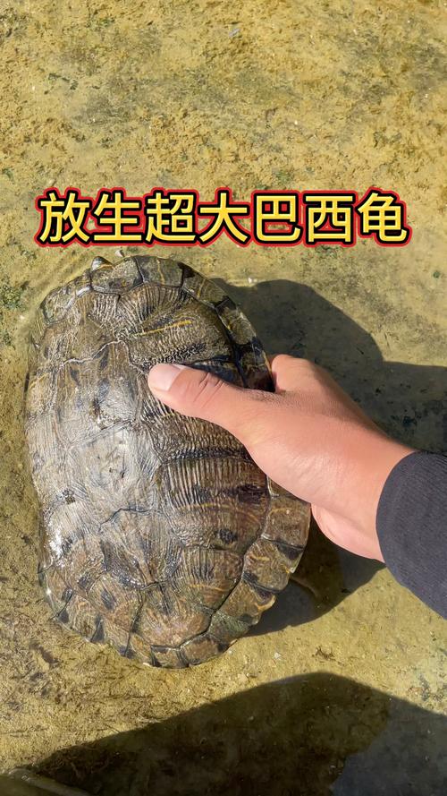 巴西龟爱吃什么水果？这些水果适合巴西龟吗？