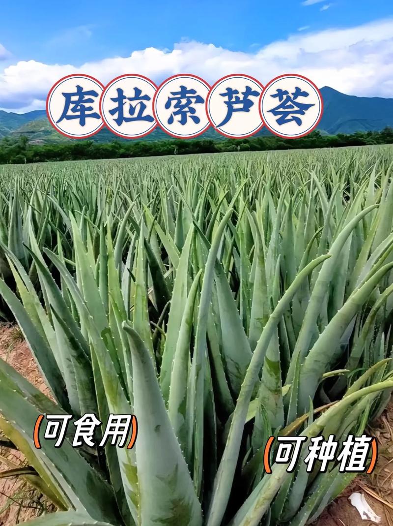 库拉索芦荟这样吃最好，简单步骤轻松搞定