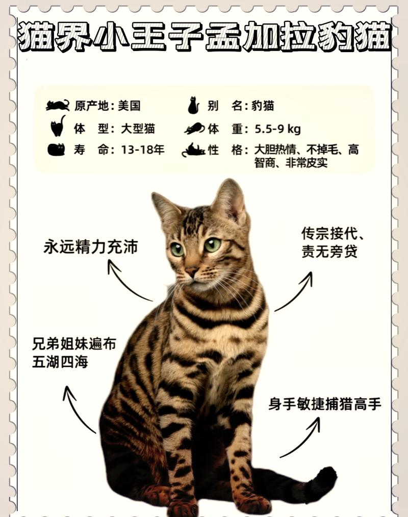孟加拉豹猫好养吗？饲养难度及注意事项详解
