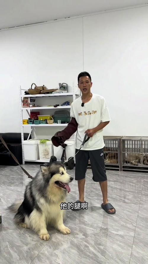 阿拉斯加犬咬人吗？警惕！大型犬咬伤事件频发