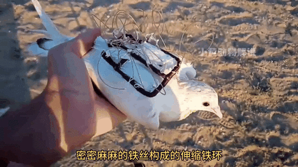 阿根廷巨鹰抓捕指南：诱捕还是陷阱？