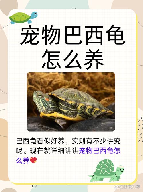 巴西龟爱吃什么水果？这些水果适合巴西龟吗？