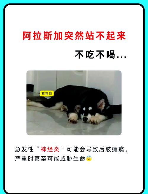 阿拉斯加犬咬人吗？警惕！大型犬咬伤事件频发