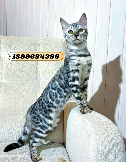 孟加拉豹猫好养吗？饲养难度及注意事项详解