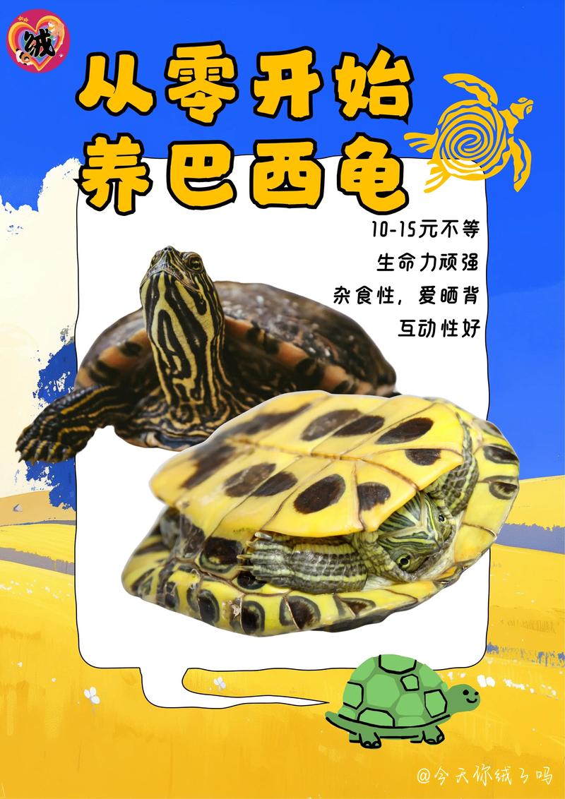 巴西龟平均寿命是多少年？如何延长巴西龟的寿命？