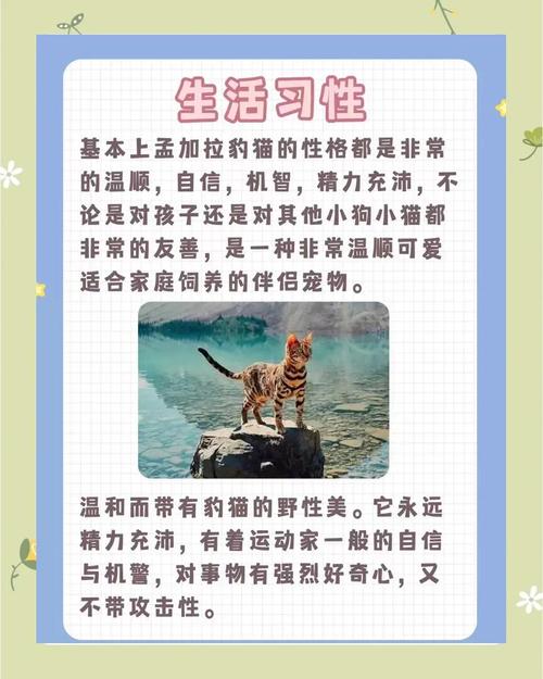 孟加拉豹猫好养吗？饲养难度及注意事项详解