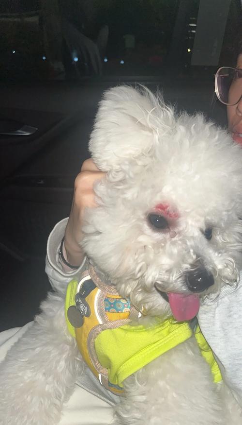 阿拉斯加犬咬人吗？警惕！大型犬咬伤事件频发