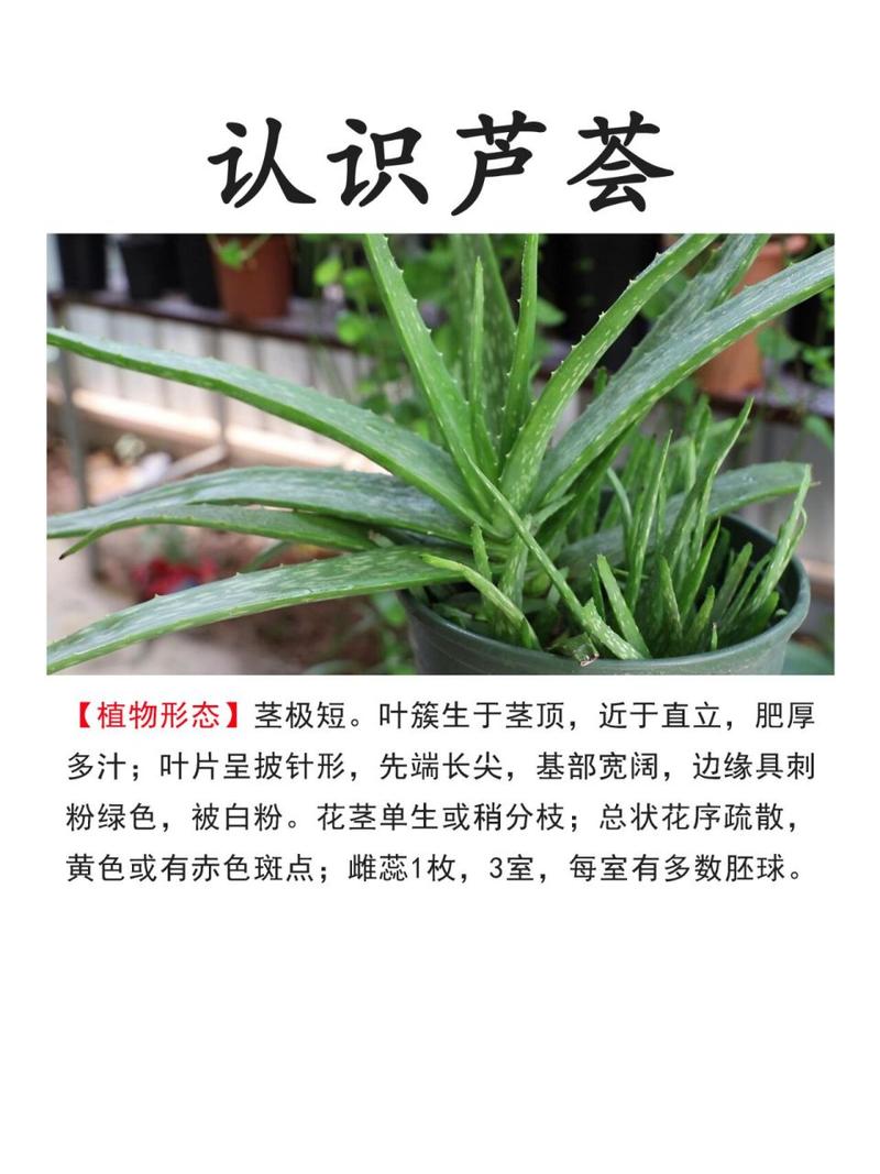 库拉索芦荟这样吃最好，简单步骤轻松搞定