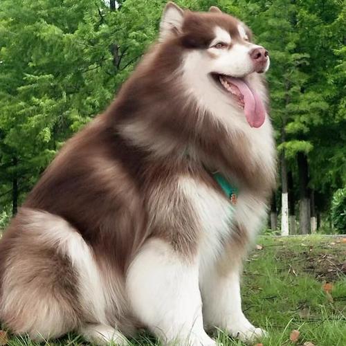 想养阿拉斯加犬？先了解它的体型有多大，够不够你养？