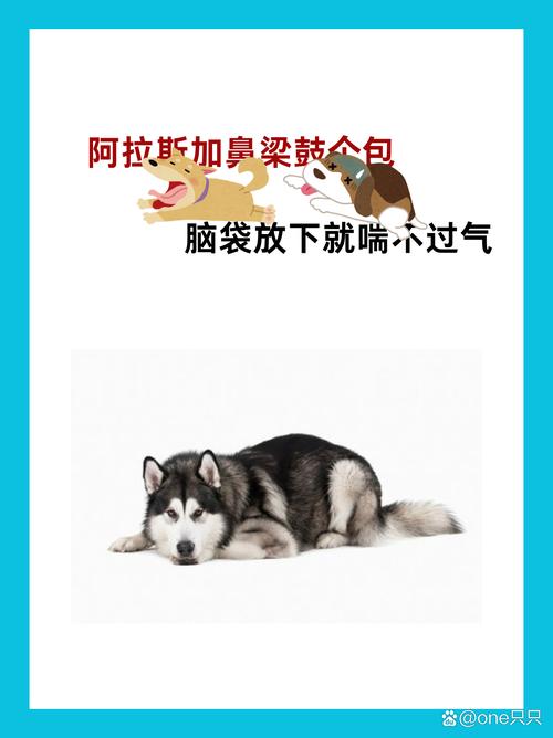 阿拉斯加犬咬人吗？警惕！大型犬咬伤事件频发