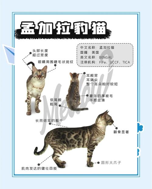 孟加拉豹猫好养吗？饲养难度及注意事项详解