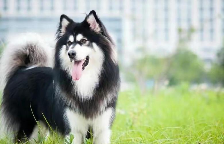 想养阿拉斯加犬？先了解它的体型有多大，够不够你养？