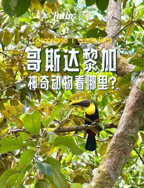 探秘哥斯达黎加：它究竟是哪个洲的国家？