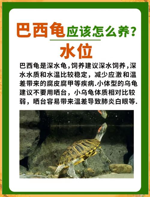 巴西龟真的不能养吗？看看专家怎么说！