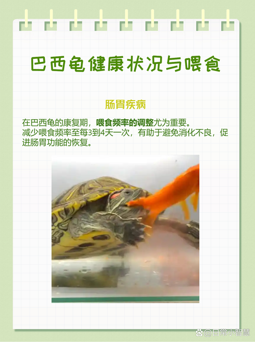 巴西龟喂养全攻略：食物选择和喂养技巧详解