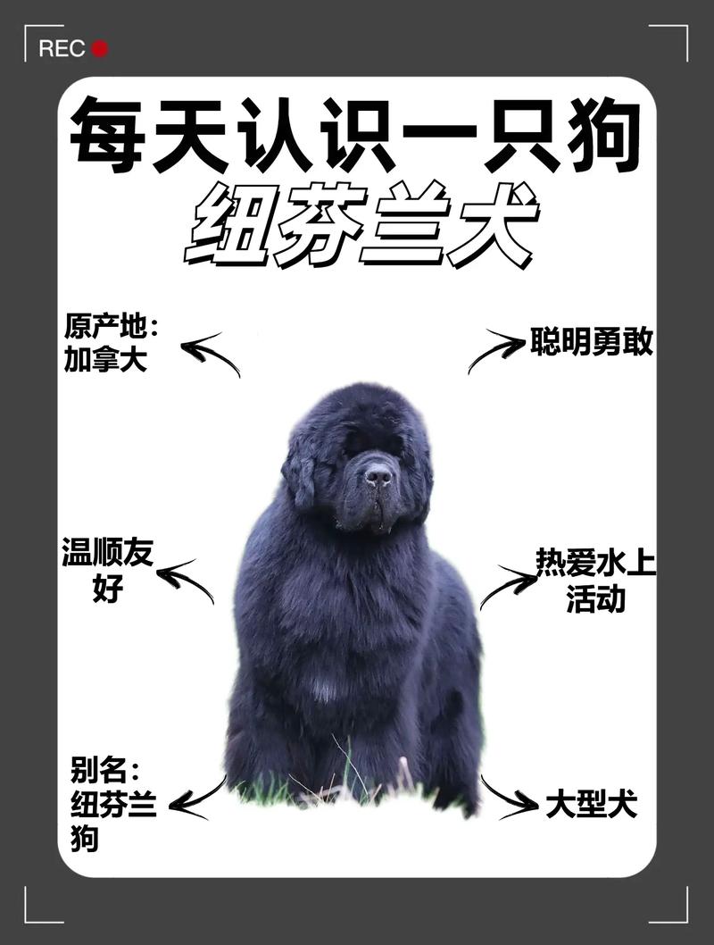 一只纽芬兰犬到底要多少钱？品种血统影响价格