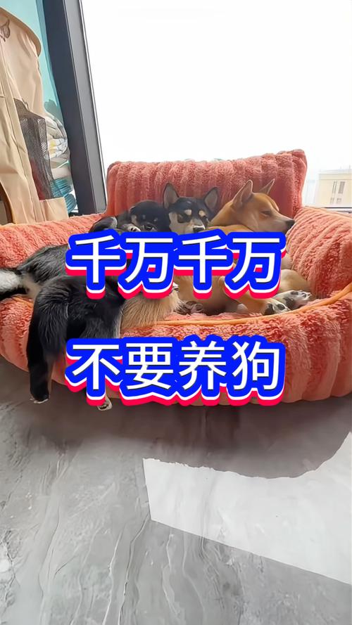 不建议养的10种狗：它们真的不适合你？