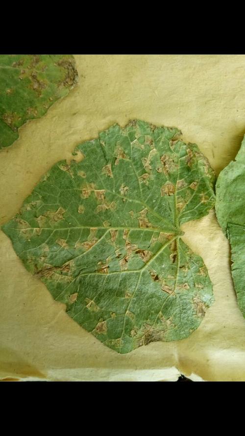 波尔多液治病效果怎么样？适用范围及使用方法详解