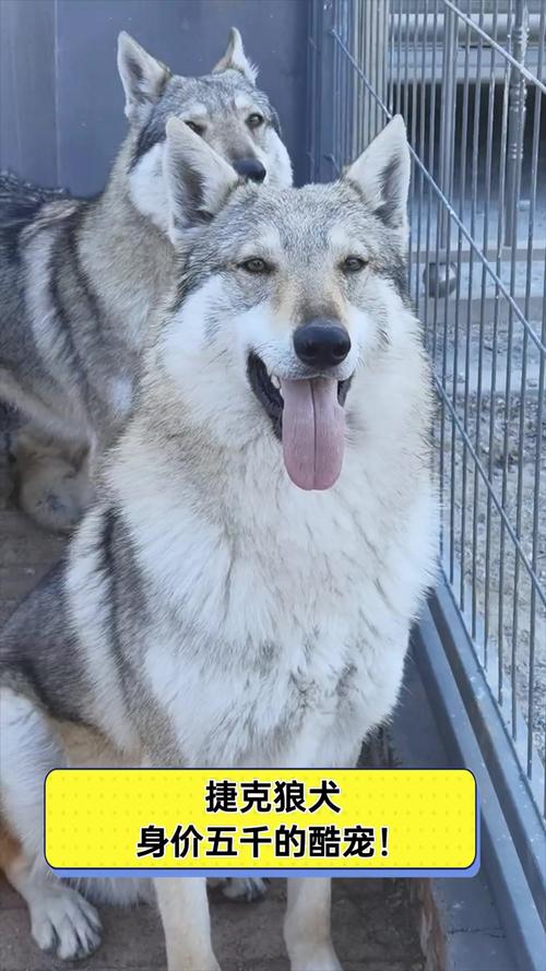 捷克狼犬价格是多少？影响价格的几个关键因素