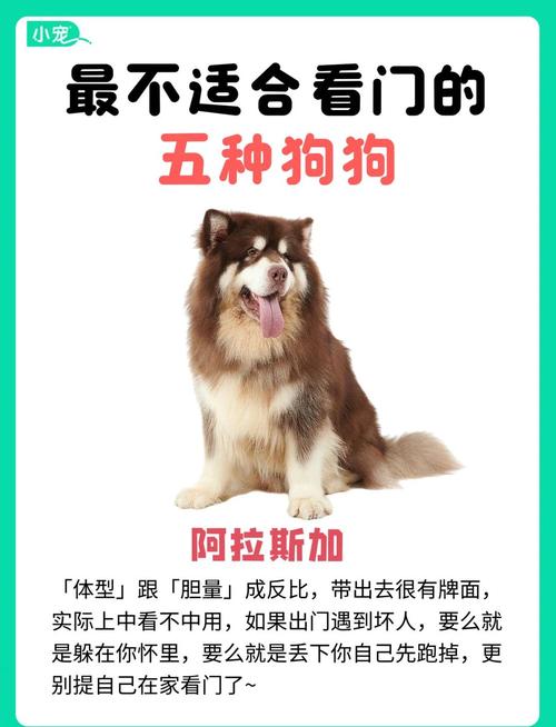 不建议养的10种狗：它们真的不适合你？