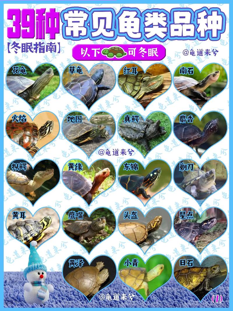 巴西龟冬眠时间：详解巴西龟几月份开始冬眠？