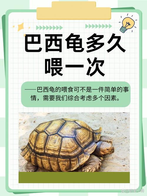 巴西龟真的不能养吗？看看专家怎么说！
