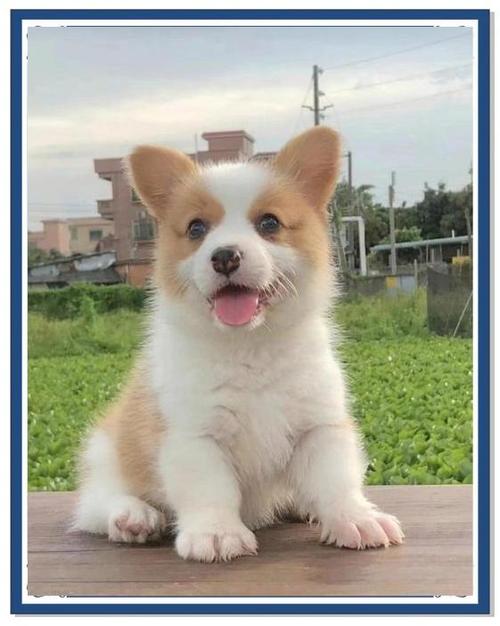 想买威尔士柯基犬？价格范围及影响因素