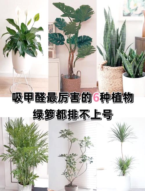 净化空气必备！这些吸甲醛植物你家都有吗？