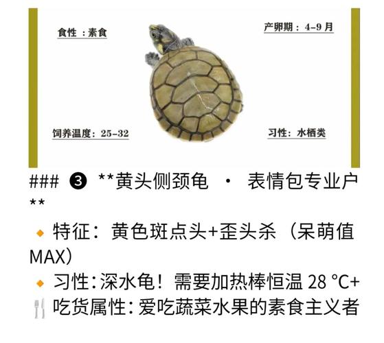 巴西龟喂养全攻略：食物选择和喂养技巧详解