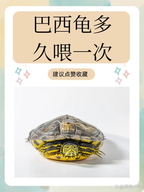 巴西龟喂养全攻略：食物选择和喂养技巧详解