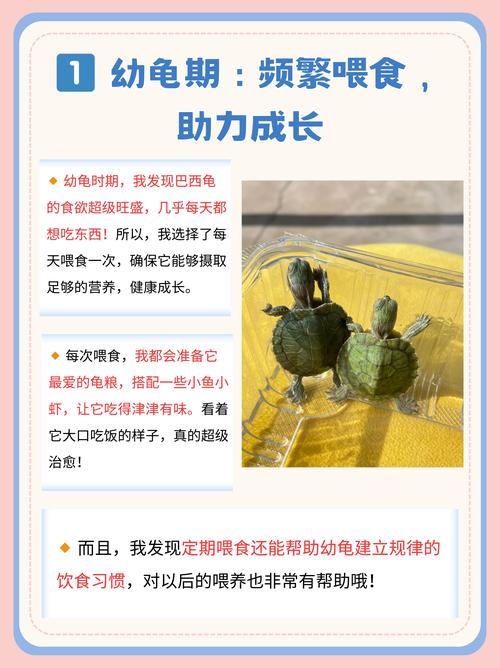 巴西龟吃什么长得快？快速养成大巴西龟的秘诀