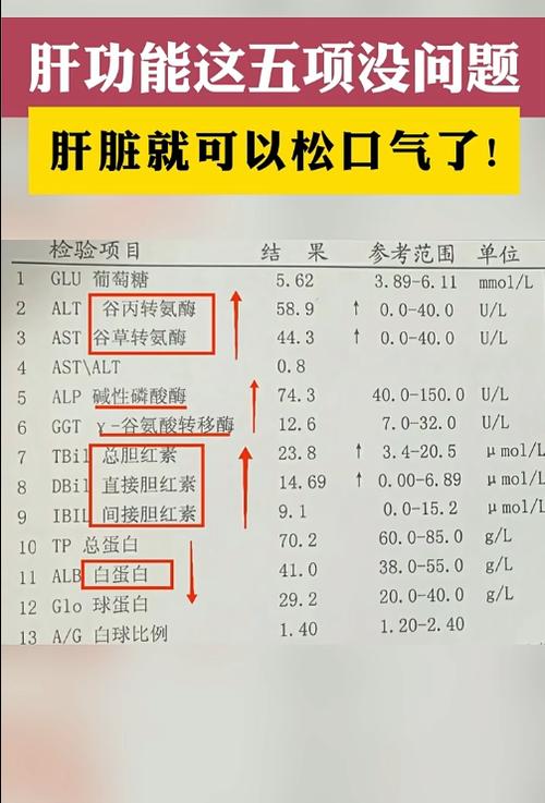 体检肝功能查哪些项目？快速了解肝脏健康状况