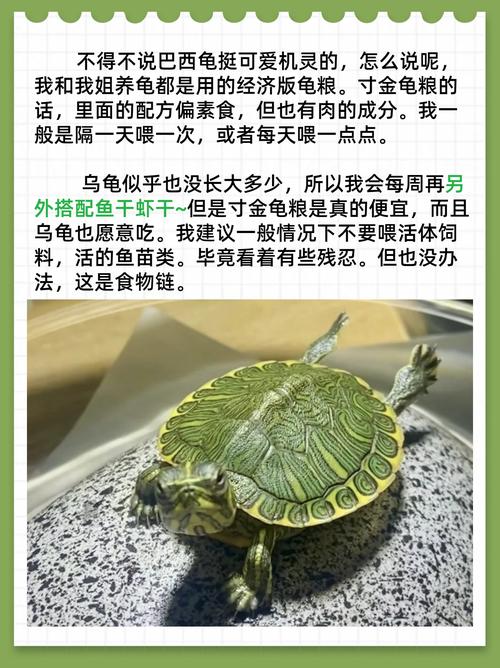 巴西龟喂养全攻略：食物选择和喂养技巧详解