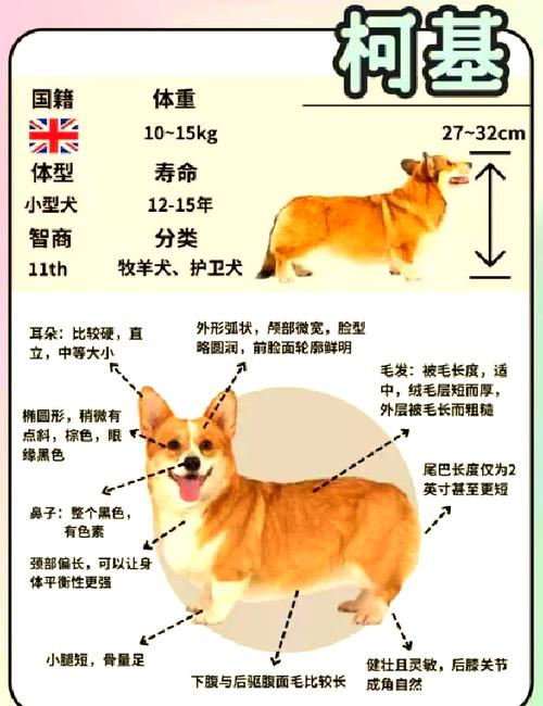 想买威尔士柯基犬？价格范围及影响因素