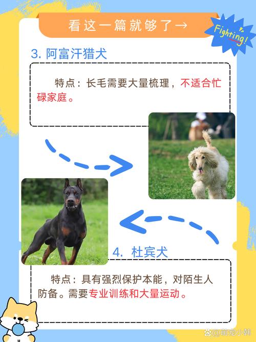 不建议养的10种狗：它们真的不适合你？
