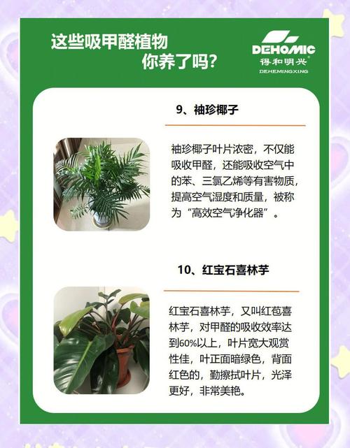 家里甲醛超标？这些绿植帮你快速吸甲醛！