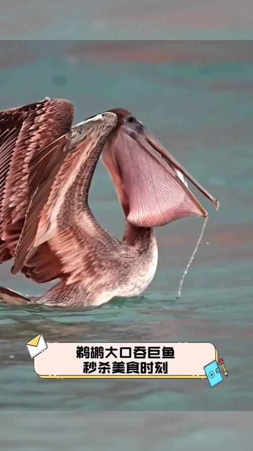 鹈鹕吃下去的鱼去哪了？深度解析鹈鹕的消化过程！