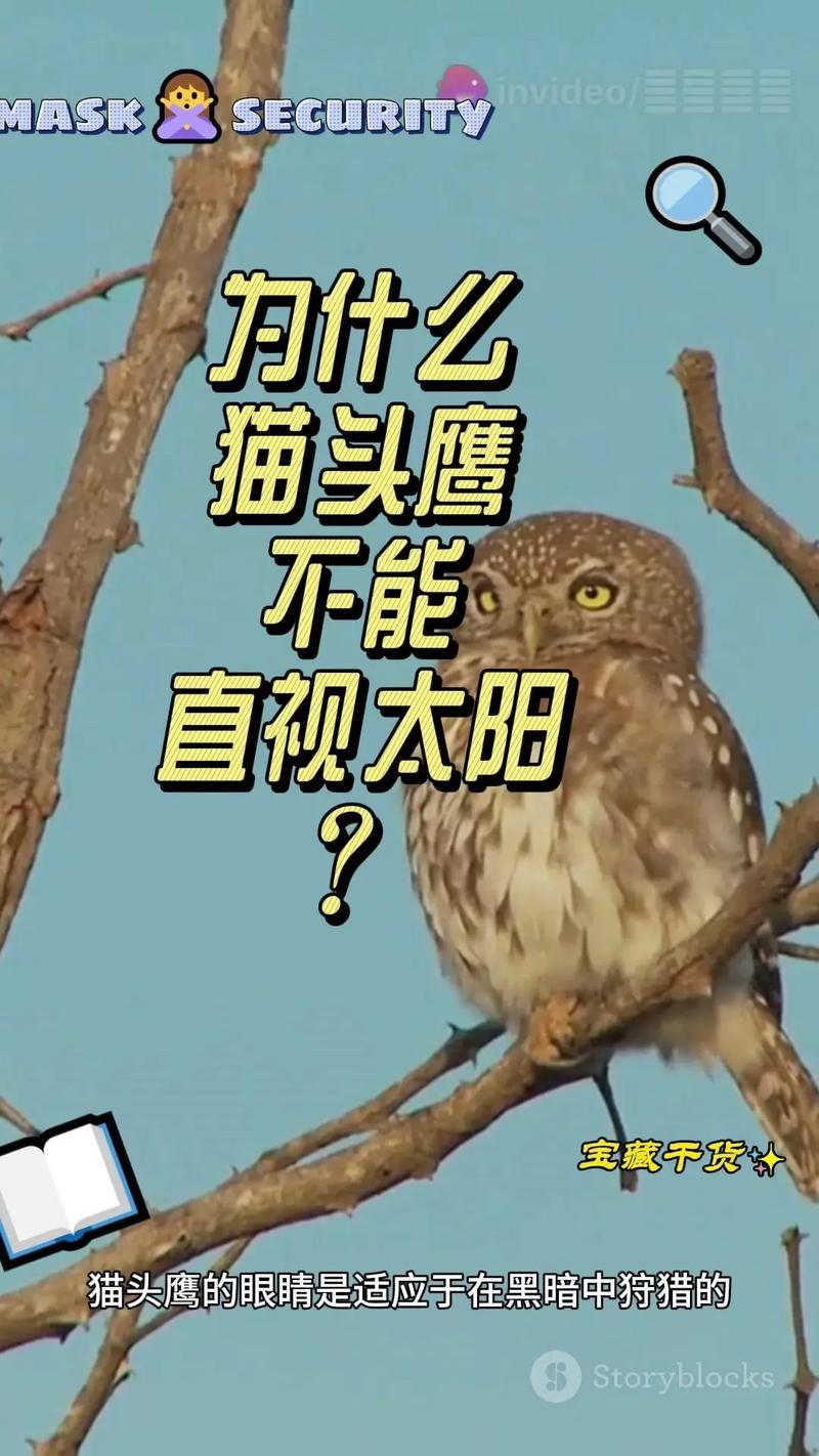 呆萌猫头鹰能当宠物吗？答案可能会让你失望！