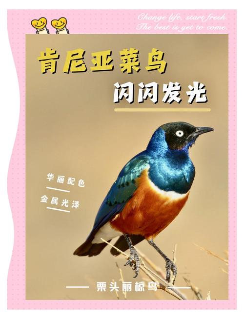 你知道牛椋鸟怎么读吗？轻松掌握“椋”字读音
