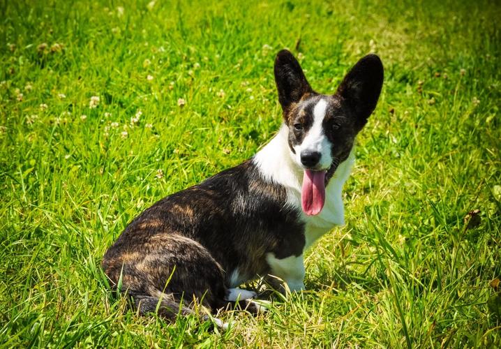 想买威尔士柯基犬？价格范围及影响因素
