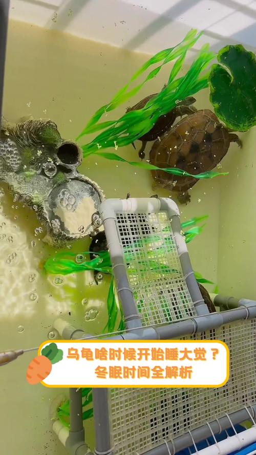 巴西龟冬眠时间：详解巴西龟几月份开始冬眠？
