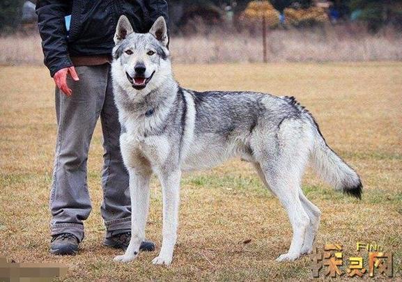 捷克狼犬价格是多少？影响价格的几个关键因素